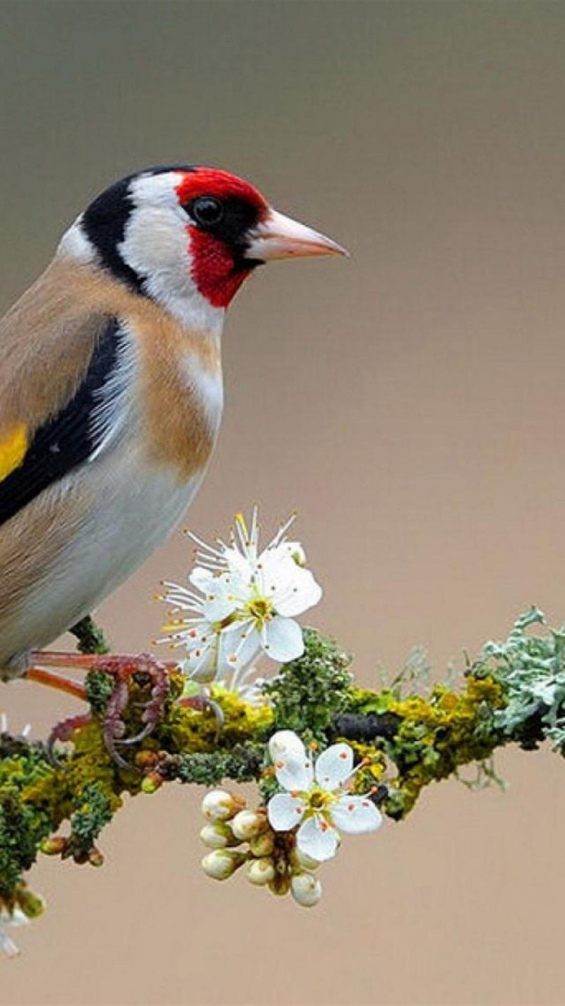 Щегол черноголовый Carduelis