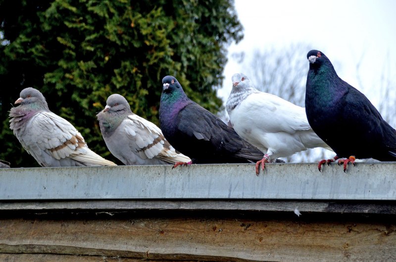 Paris Carrier Pigeons