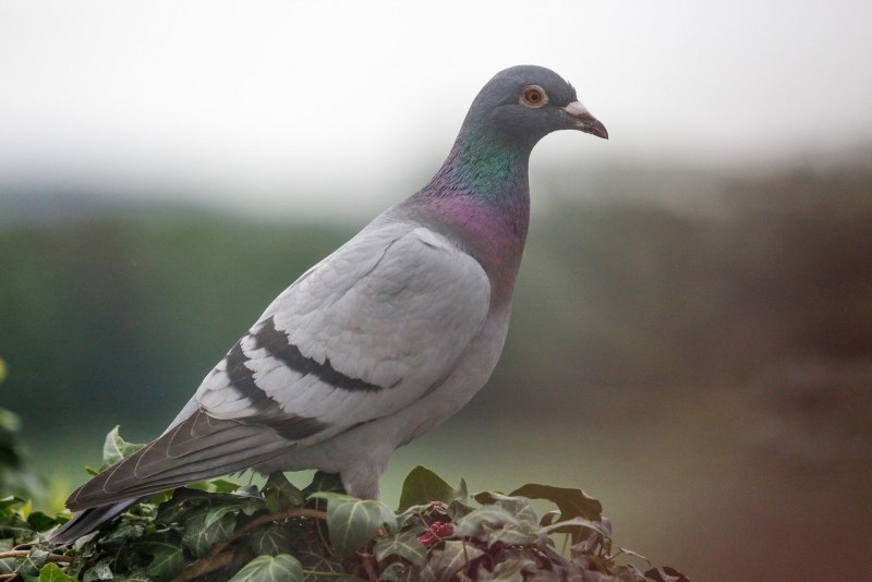 Columba Guinea