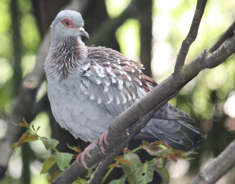 Tongoenas burleyi
