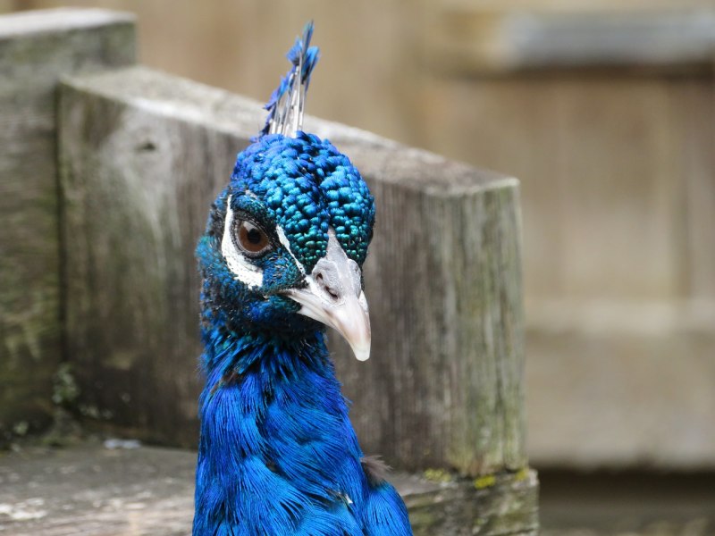 Чарона Peacock Blue