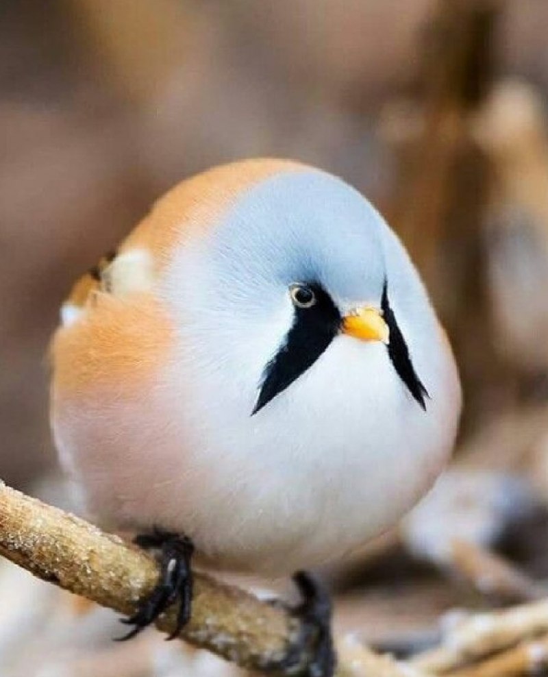Забавные животные и птицы