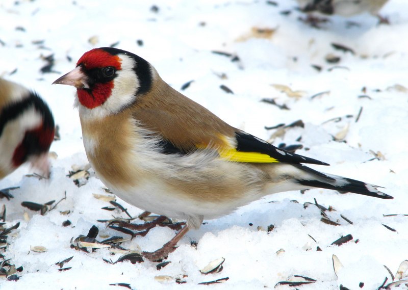 Щегол птица самка и самец зимой (78 фото)