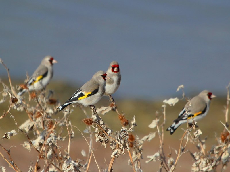 Седоголовый щегол (Carduelis caniceps)
