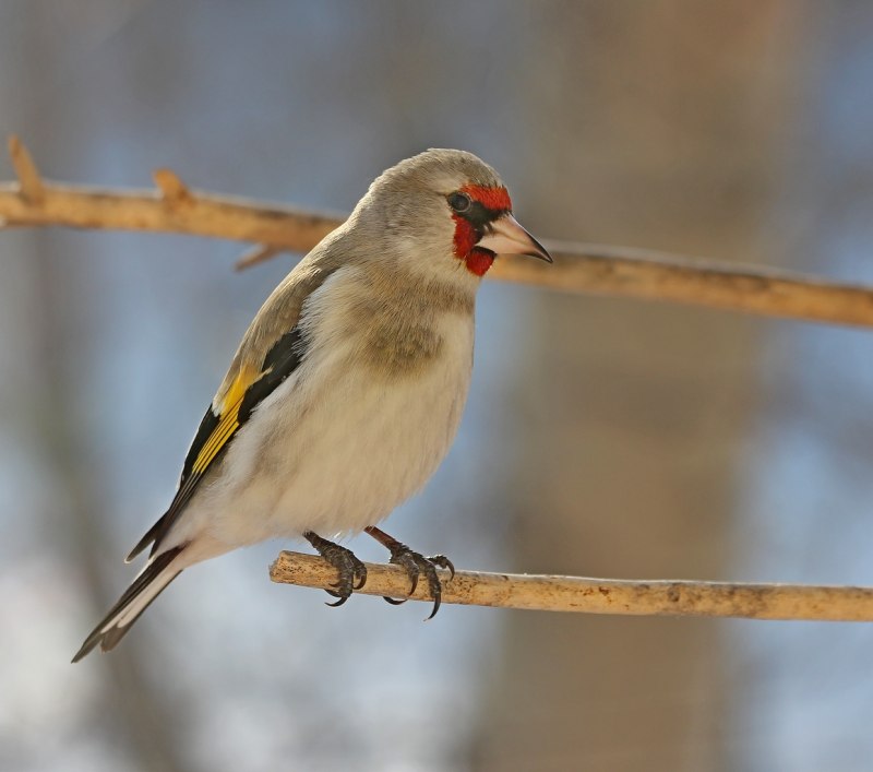 Щегол седоголовый Carduelis Carduelis