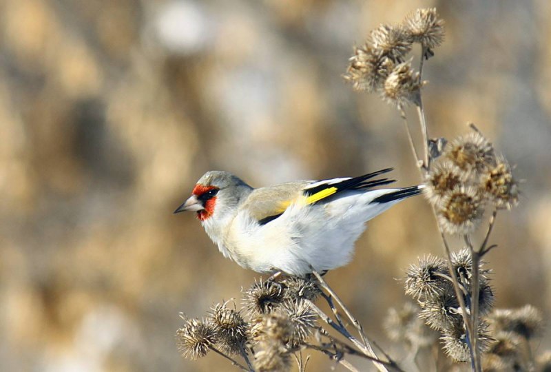 Carduelis caniceps