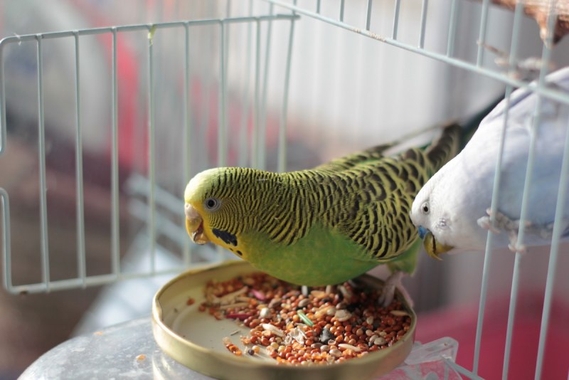 Волнистый попугай не ест (85 фото)