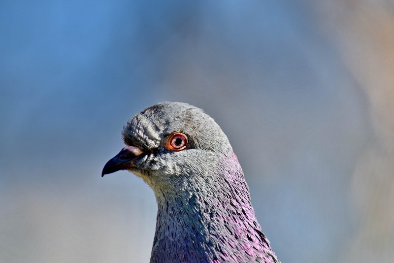 Голубь Африканский пепельный (Columba pulchricolis)