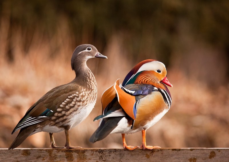 «Утка Мандаринка (Aix galericulata