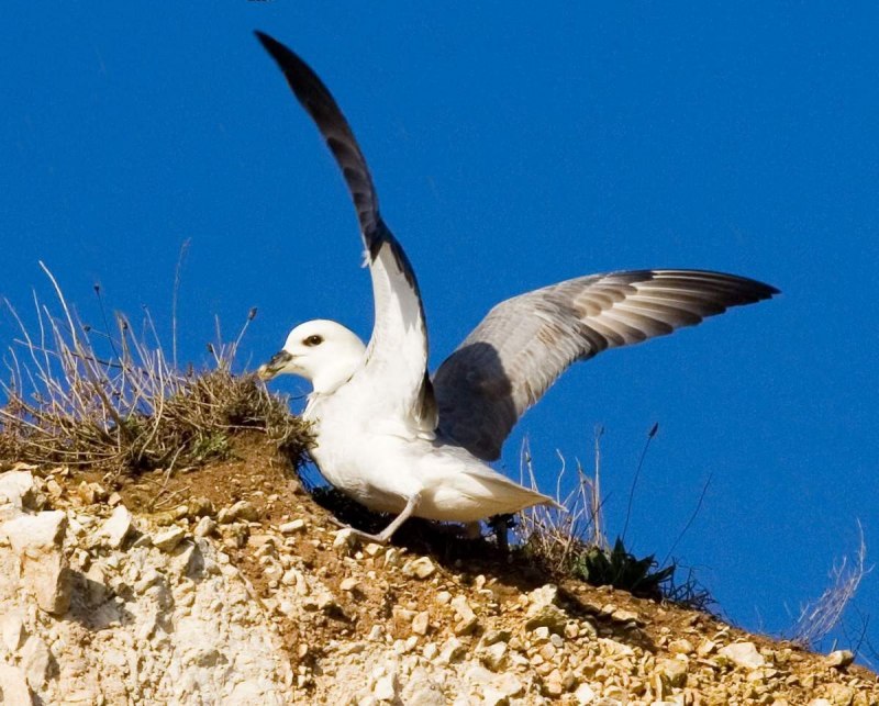 Глупыш Северный (Fulmarus glacialis)