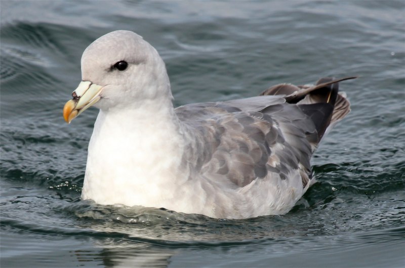 Глупыш Северный (Fulmarus glacialis)