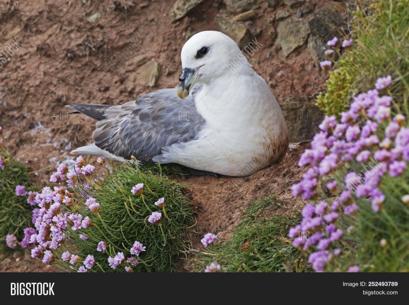 Буревестник серебристо-серый(Fulmarus glacialoides)