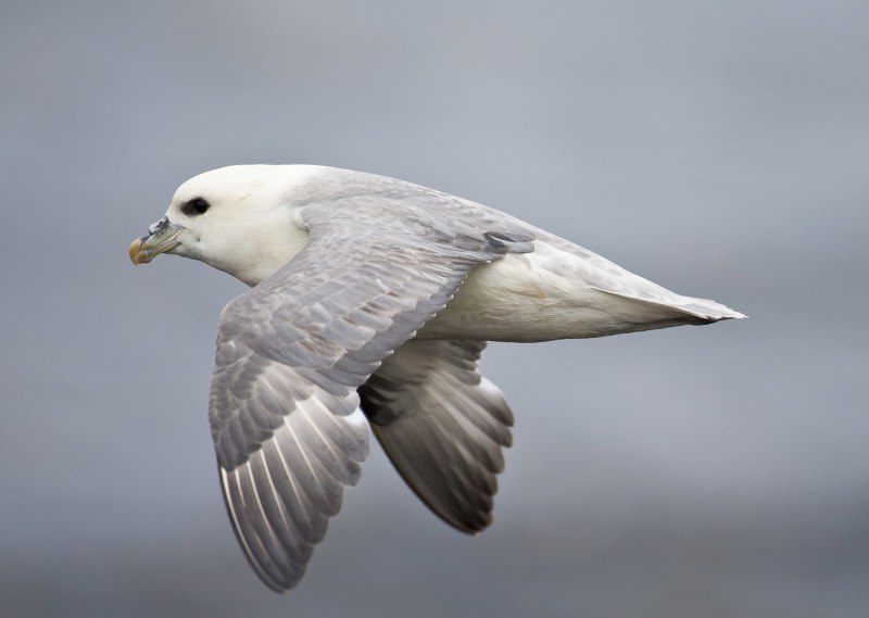 Глупыш - Fulmarus glacialis