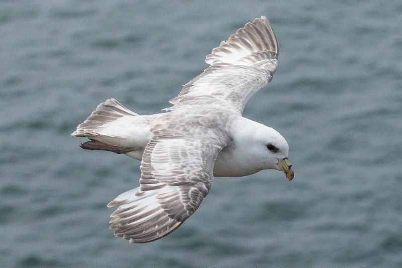 Джордж Даннет с глупышом Fulmarus glacialis