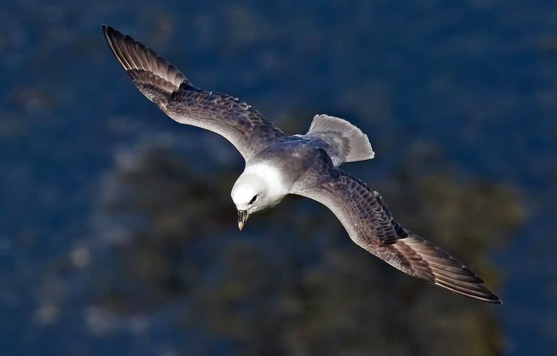 Глупыш - Fulmarus glacialis