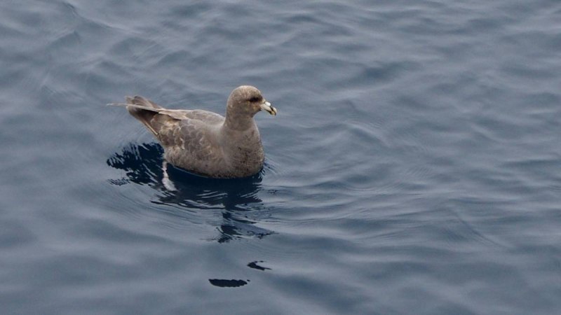 Глупыш - Fulmarus glacialis