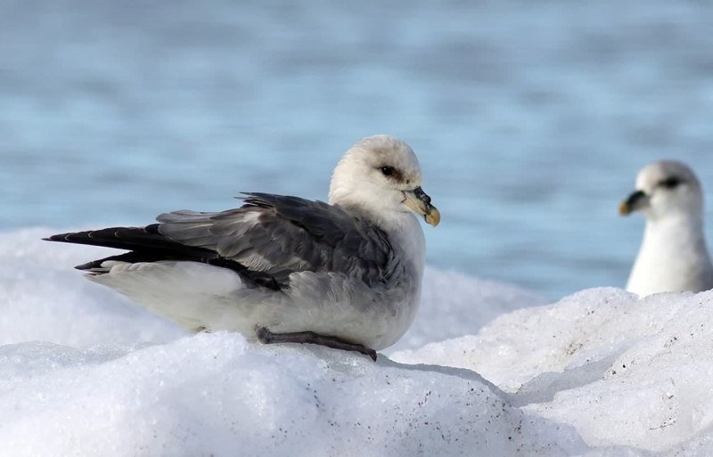 Глупыш Северный (Fulmarus glacialis)