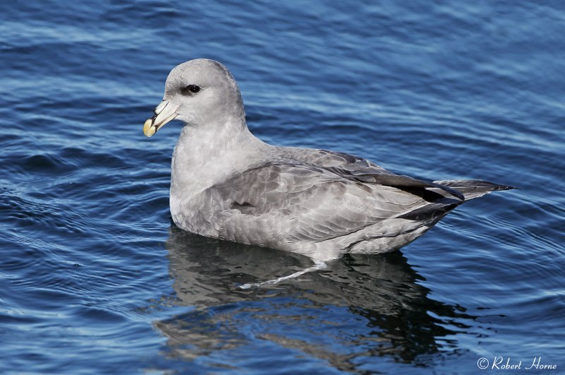 Northern Fulmar