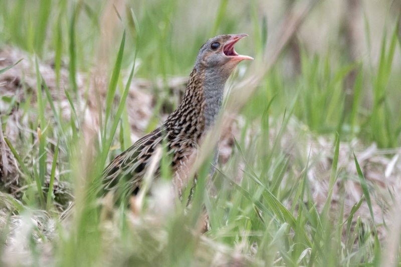 Коростель – Crex Crex