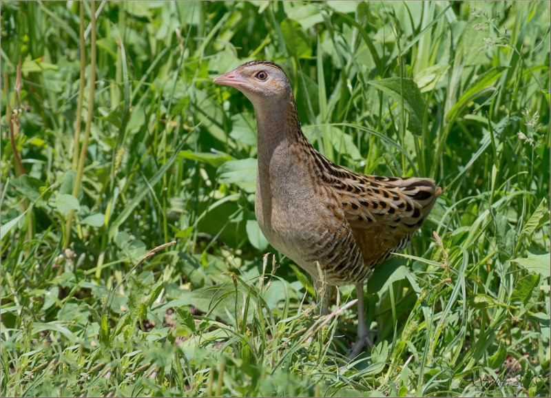 Коростель – Crex Crex (l.)