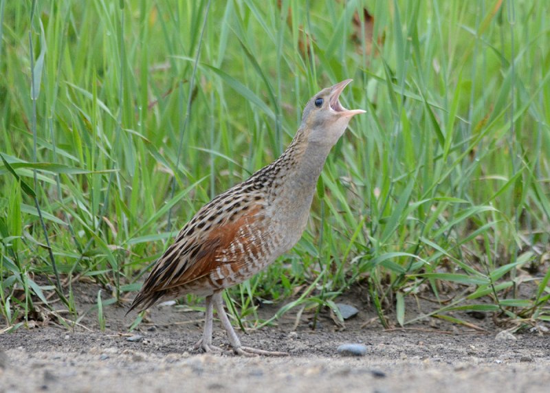Коростель – Crex Crex