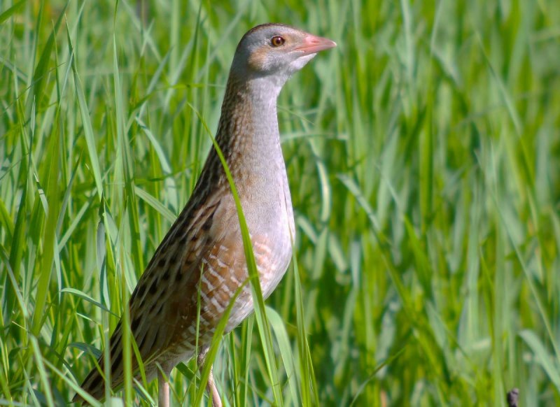 Коростель – Crex Crex