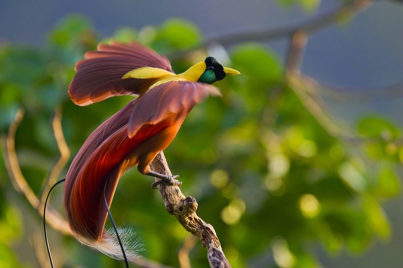 Самые красивые райские птицы (84 фото)