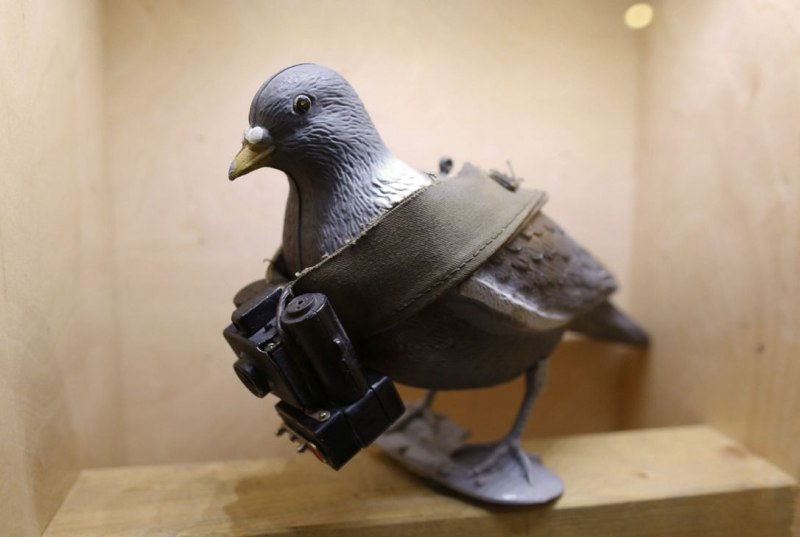 Военный голубь