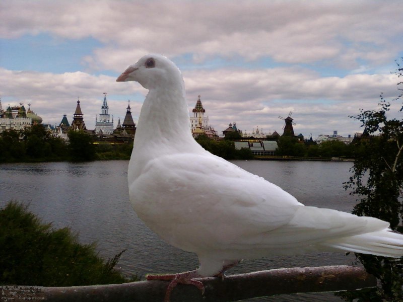 The Pigeon