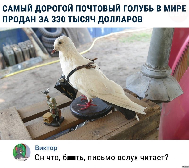 Голуби на фронте