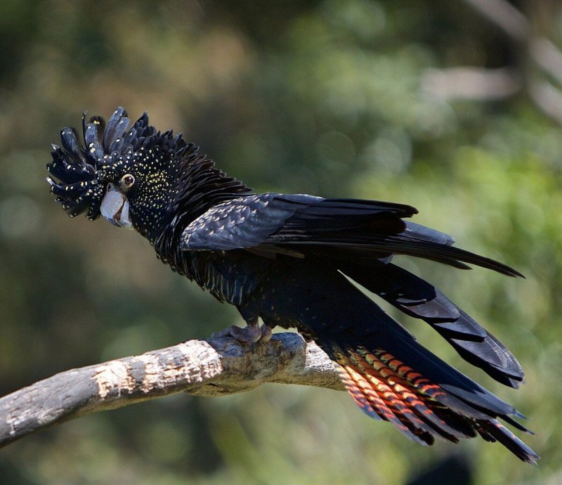 Черные попугаи (79 фото)