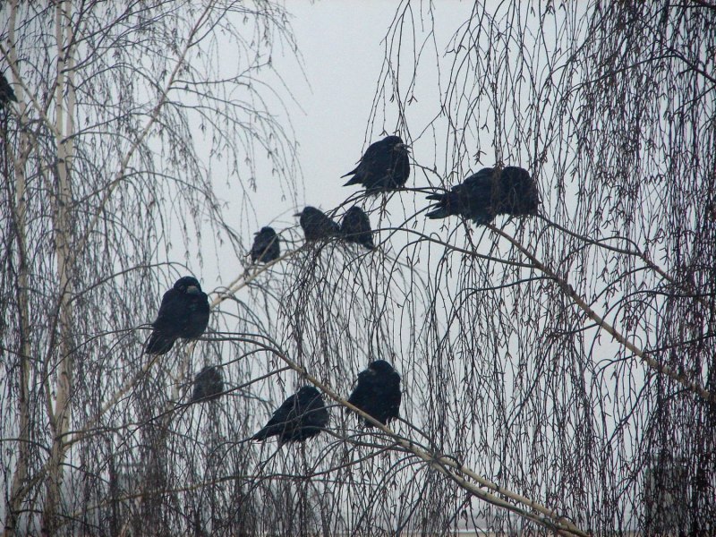 Пять грачей