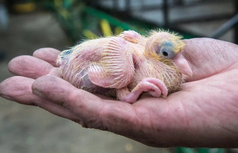 Новорожденный голубь (80 фото)