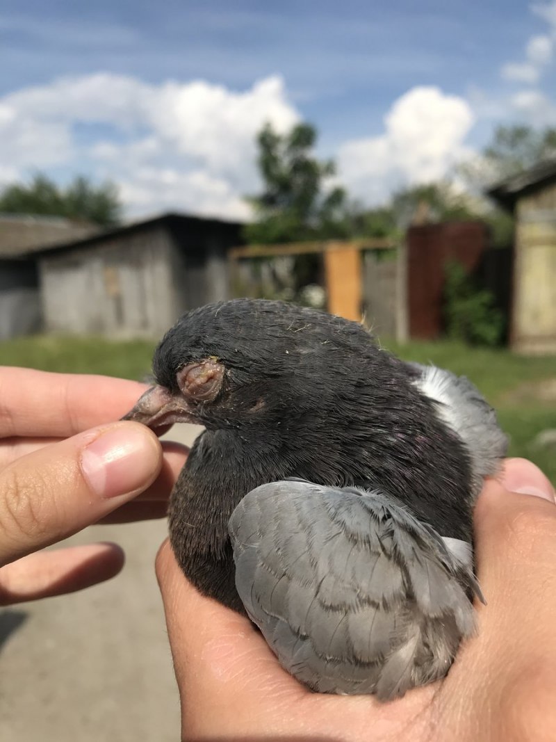 Маленькие голуби птенцы
