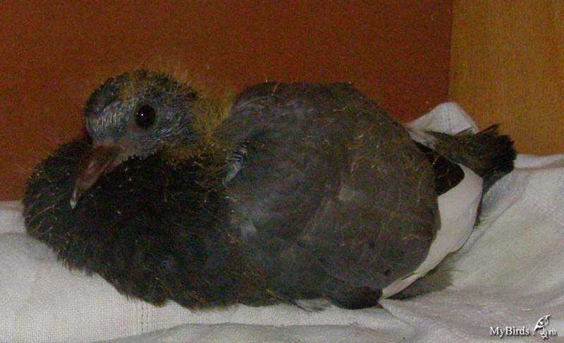 Птенцы голубя 1,5 месяца