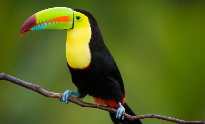 Ultimate Bird Simulator Тукан