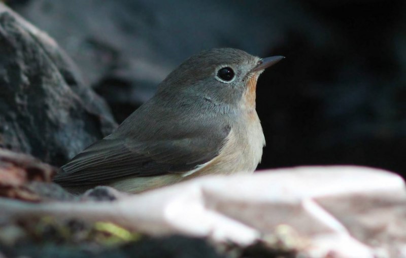 Flycatcher