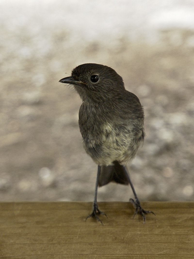 Мухоловка-пеструшка (Ficedula hypoleuca)