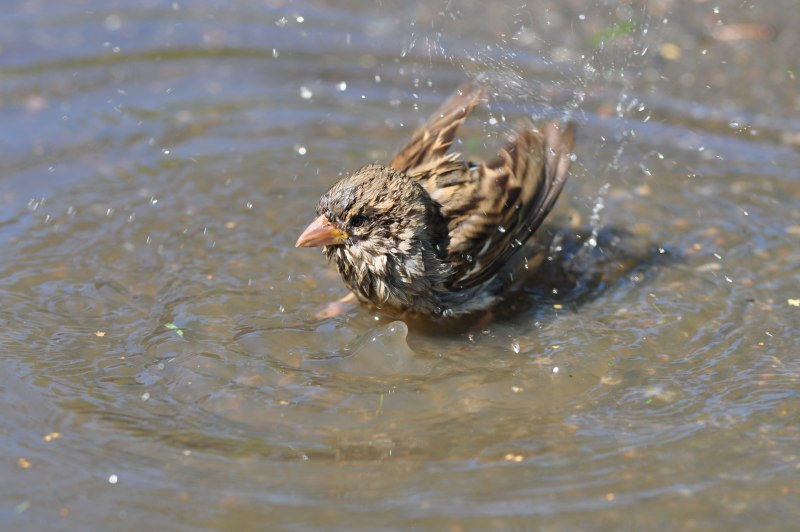 Птица купается в воде