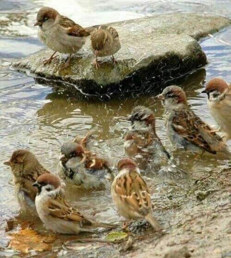 Птички купаются в ручейке