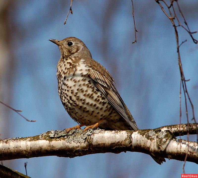 Дрозд-деряба (turdus viscivorus)