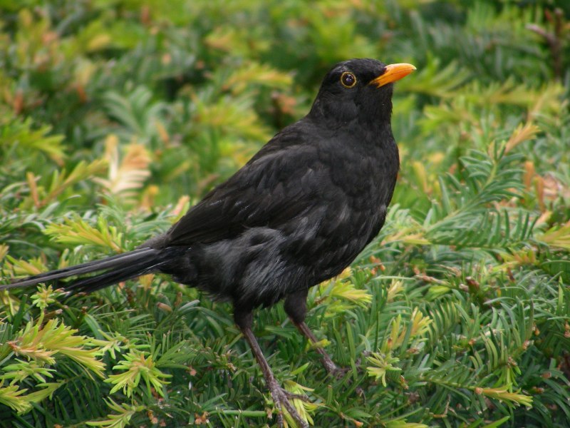 Blackbird черный Дрозд