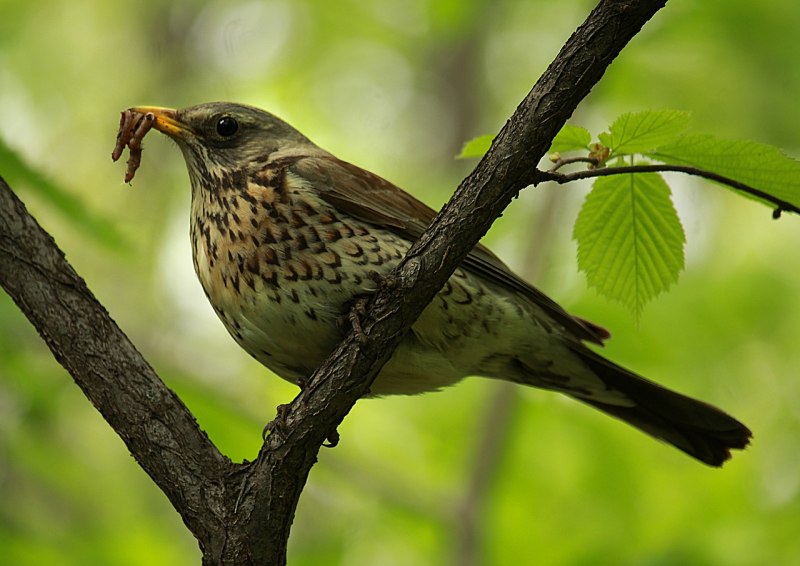 Певчий Дрозд (лат. Turdus philomelos)