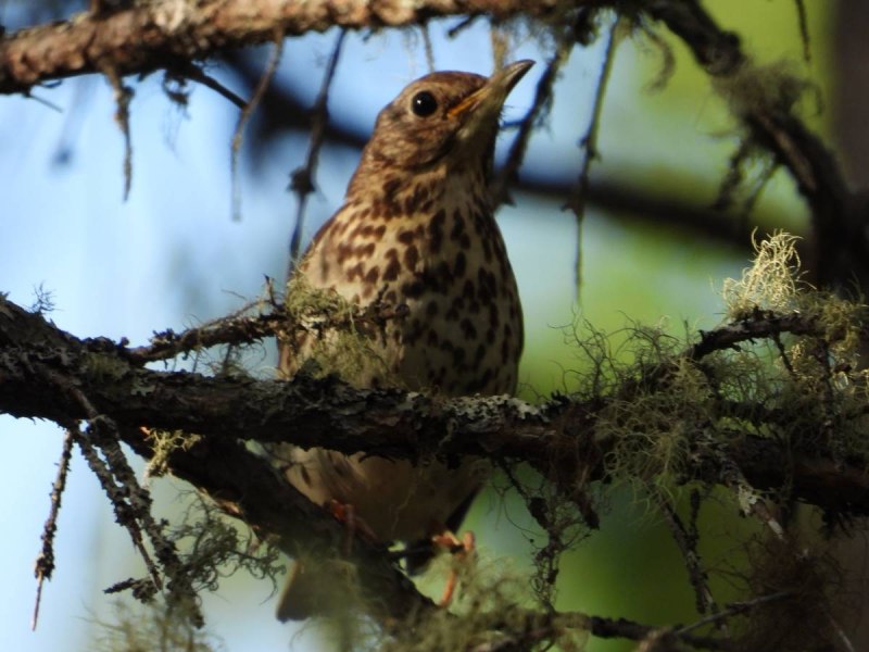 Певчий Дрозд (лат. Turdus philomelos)