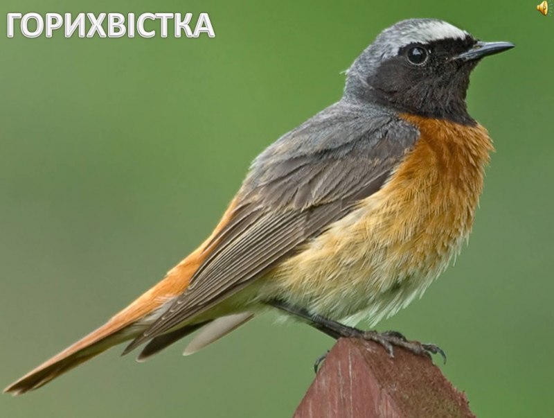 Горихвостка Кавказская
