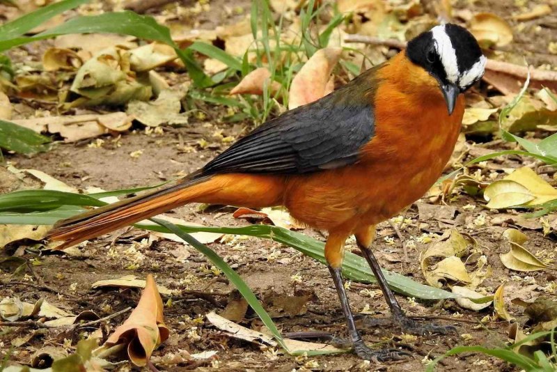 Redwing Blackbird