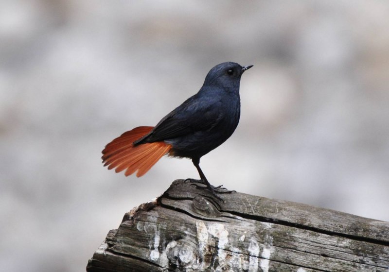 Черная птичка с оранжевым хвостиком (73 фото)