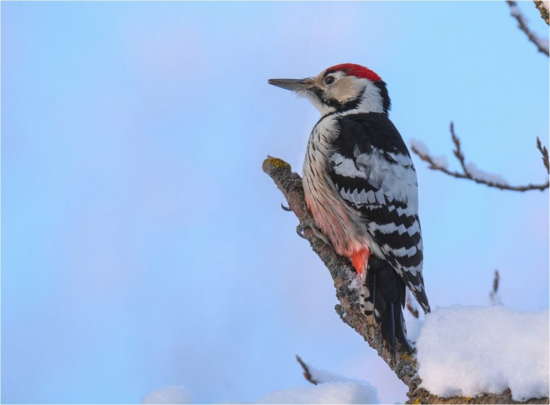 Зеленый дятел -Picus viridis Linnaeus (1758)