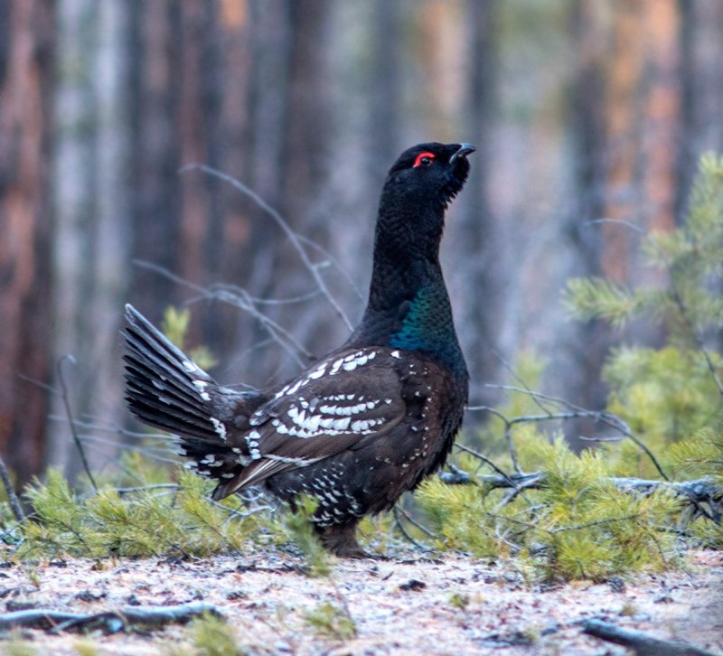 Каменный Глухарь (Tetrao parvirostris)