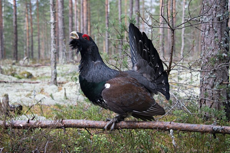 Юганский заповедник Глухарь